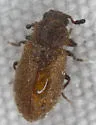 Paratenetus punctatus - photo 4
