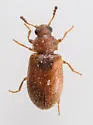 Paratenetus punctatus - photo 5