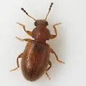 Paratenetus texanus - Paratenetus texanus