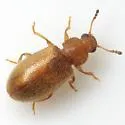 Paratenetus texanus - photo 2