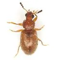 Paratenetus texanus - photo 3