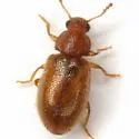 Paratenetus texanus - photo 4