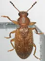 Paratenetus texanus - photo 5