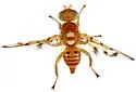 Paraterellia immaculata
