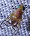Paraterellia superba