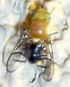 Paraterellia superba - photo 4