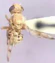 Paraterellia varipennis