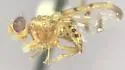 Paraterellia varipennis - photo 2