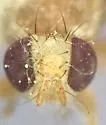 Paraterellia varipennis - photo 3