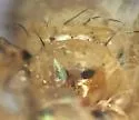 Paraterellia varipennis - photo 4