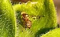 Paraterellia varipennis - photo 5