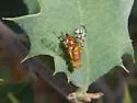 Paraterellia ypsilon - Paraterellia ypsilon