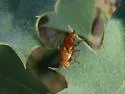 Paraterellia ypsilon - photo 2
