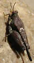 Aztec Pygmy Grasshopper