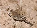 Aztec Pygmy Grasshopper - photo 2