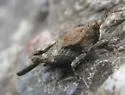 Aztec Pygmy Grasshopper - photo 3