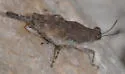 Aztec Pygmy Grasshopper - photo 4
