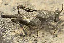 Aztec Pygmy Grasshopper - photo 5