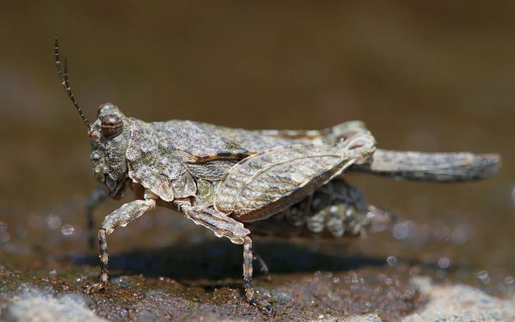 Hooded Grouse Locust - photo 2