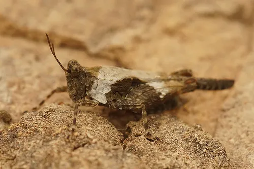 Mediterranean Groundhopper