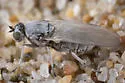 Parathalassius abela - photo 2