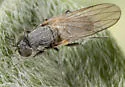 Parathalassius abela - photo 3
