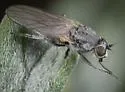 Parathalassius abela - photo 4