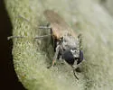 Parathalassius uniformus - photo 4