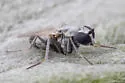 Parathalassius uniformus - photo 5