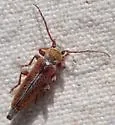 Paratimia conicola - photo 2