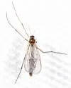 Paratinia recurva