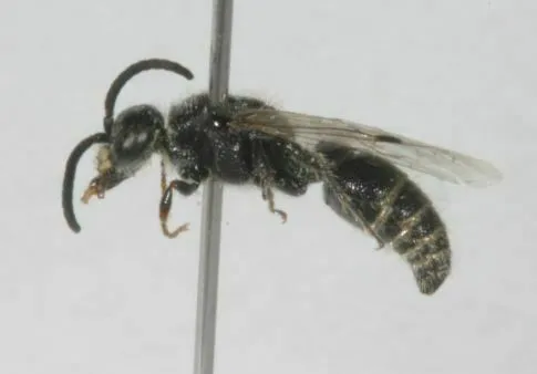 Paratiphia claripennis