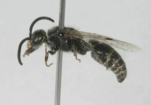 Paratiphia claripennis - photo 3
