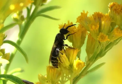 Paratiphia nevadensis