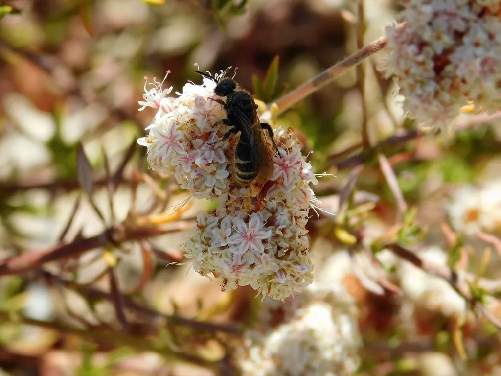 Paratiphia robusta - photo 3