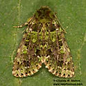 Paratrachea viridescens - Hodges#9627 - photo 3
