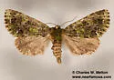 Paratrachea viridescens - Hodges#9627 - photo 4