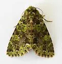 Paratrachea viridescens - Hodges#9627 - photo 5