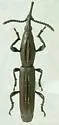 Paratrachelizus uncimanus