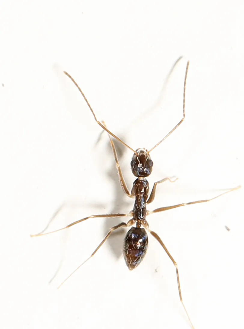 Longhorn Crazy Ant