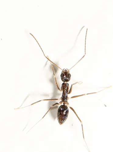 Longhorn Crazy Ant - photo 3