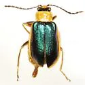 Paratriarius dorsatus