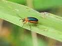 Paratriarius dorsatus - photo 2