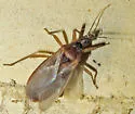 Paratriatoma hirsuta