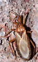 Paratriatoma hirsuta - photo 4