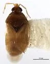 Paratriphleps laevisculus - Paratriphleps laevisculus