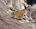 Snow's Skipper - Hodges#4056
