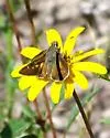 Snow's Skipper - Hodges#4056 - photo 2