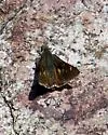 Snow's Skipper - Hodges#4056 - photo 3