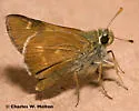 Snow's Skipper - Hodges#4056 - photo 4